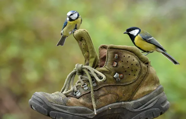 Картинка пара, птицы, башмак, ботинок, синицы