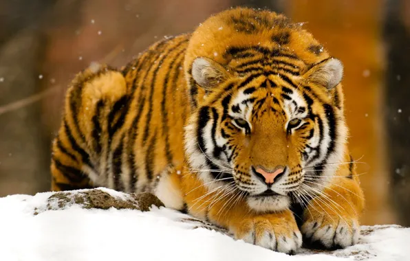 Картинка зима, снег, тигр, хищник, рыжий, зверь