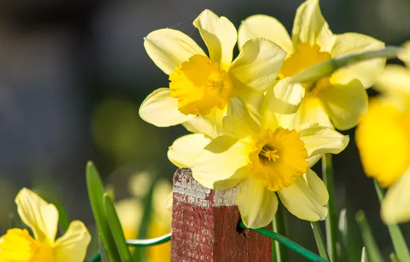 Картинка Боке, Bokeh, Нарциссы, Желтый цветок, Daffodils, Yellow flower