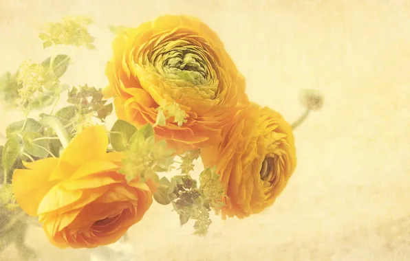 Фон, Цветы, Flower, background, Floral, Ранункулюсы