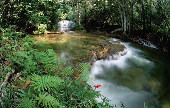 Картинка Brazil, Brasil, Serra de Bodoquena no Mato Grosso, Limestone springs and waterfalls, Fonte de águas …
