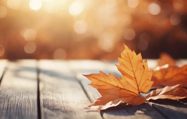 Картинка осень, листья, деревья, фон, colorful, wood, autumn, leaves