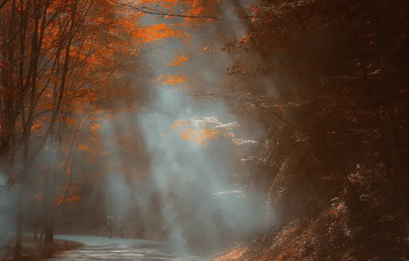 Картинка осень, природа, туман, парк