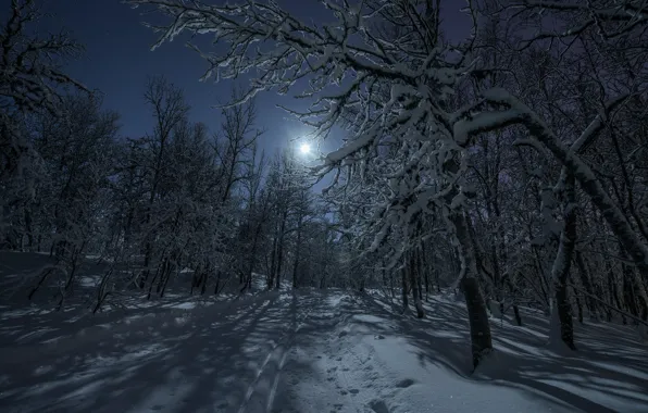 Картинка снег, деревья, природа, красиво