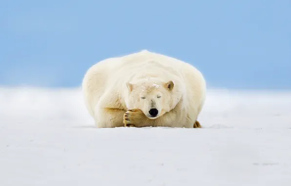 Картинка лед, небо, снег, Аляска, белый медведь, Beaufort Sea, Arctic National Wildlife Refuge
