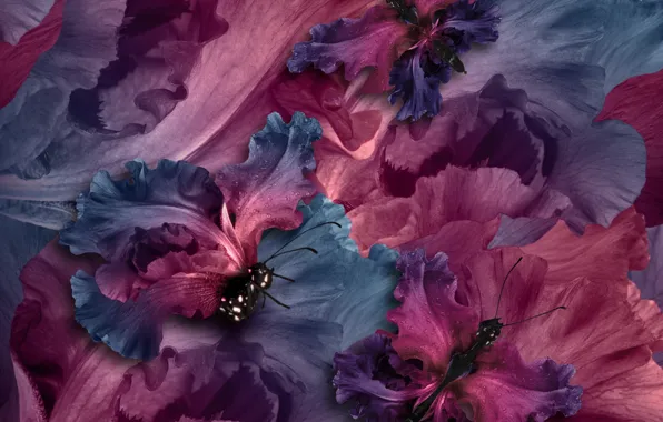 Картинка бабочки, лепестки, water, purple, butterflies, floral