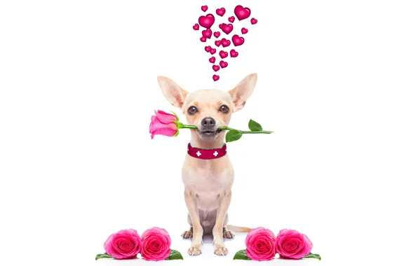 Собака, love, rose, heart, dog, romantic, funny, cute