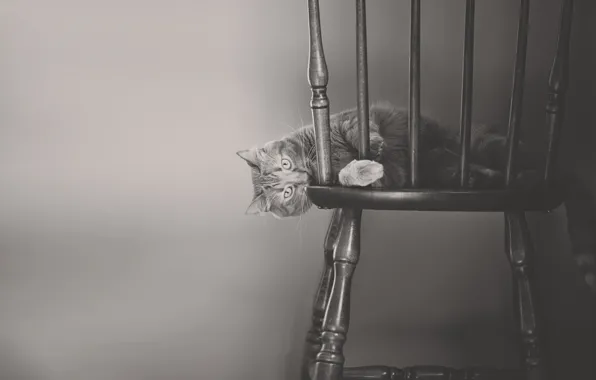 Картинка кошка, кот, чёрно-белая, стул, монохром