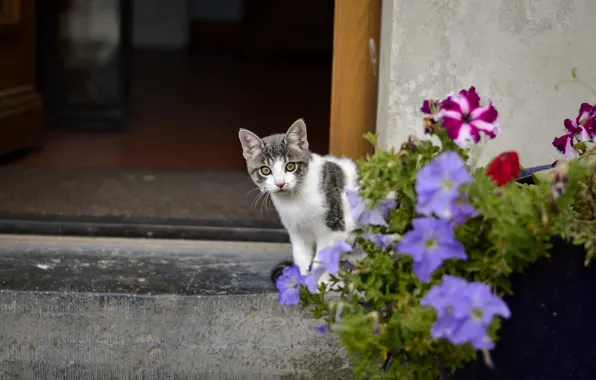 Кошка, взгляд, цветы, дом, котенок, серый, стена, дверь