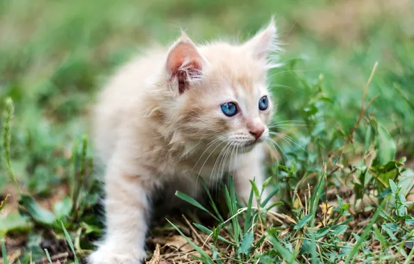 Картинка трава, малыш, рыжий, котёнок, голубые глаза, боке