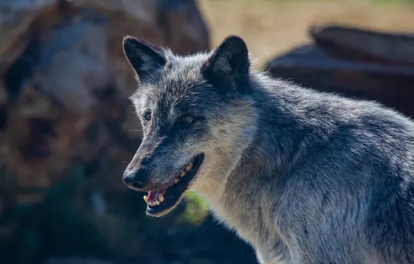 Fantasy, nature, art, snow, predator, face, animal, wolf