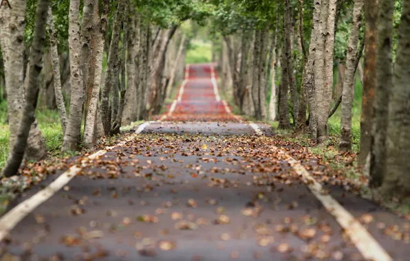 Дорога, осень, листья