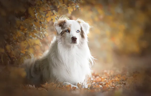 Картинка осень, взгляд, листья, ветки, портрет, собака, боке, Австралийская овчарка