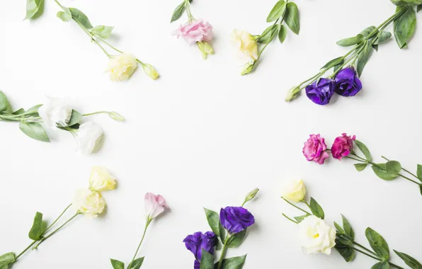 Белый, цветы, фон, flowers, эустома, Leaves