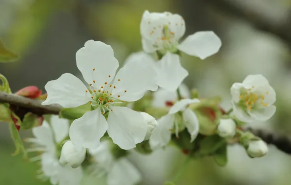 White, flowers, twig