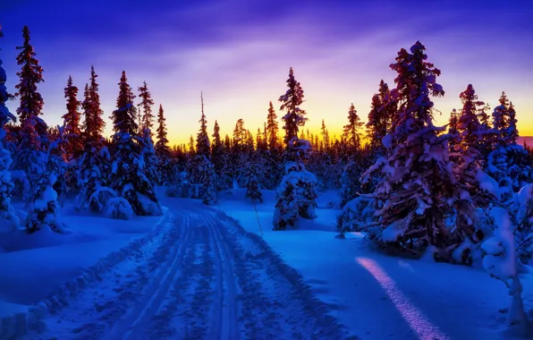 Картинка зима, закат, ёлки