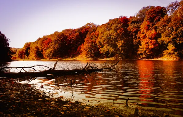 Картинка осень, лес, природа, река, forest, river, trees, nature