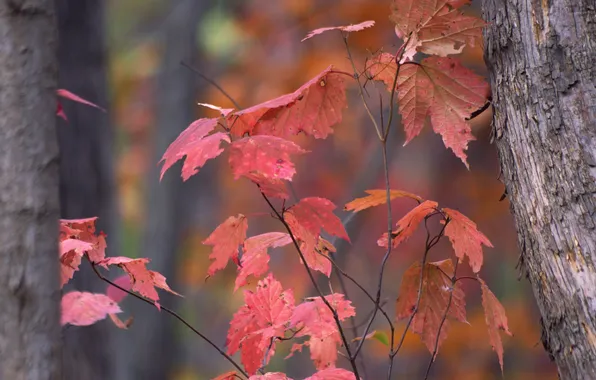 Осень, листья, дерево, ветка, ствол