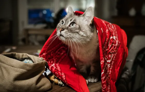 Кошка, кот, взгляд, морда, красный, поза, стол, комната