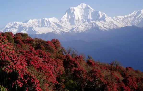 Солнце, скалы, растительность, снежные горы, Nepal, Himalayas