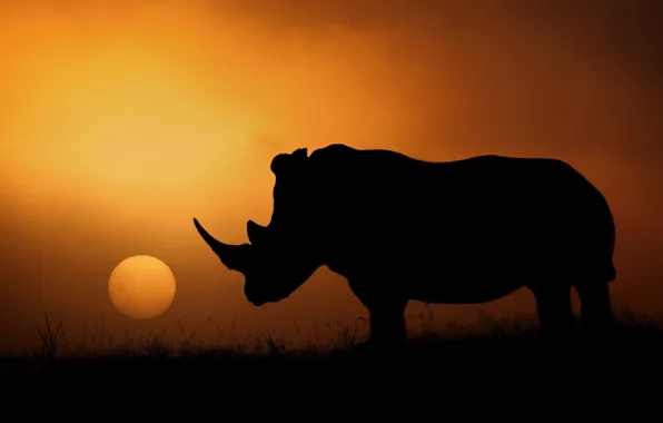 Картинка солнце, вечер, силуэт, Африка, носорог