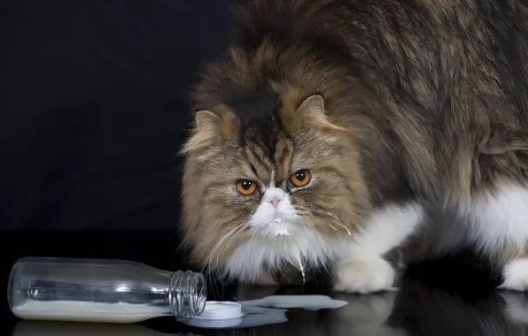 Картинка кот, взгляд, бутылка, пушистый, молоко, персидская кошка