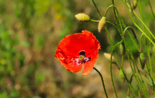 Red, flower, poppy