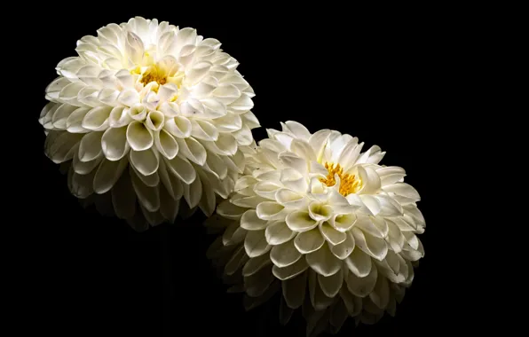 Цветы, природа, фон