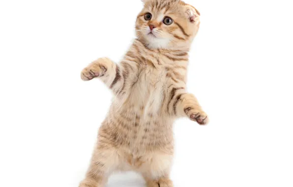 Котенок, пушистый, Cat, Kittens