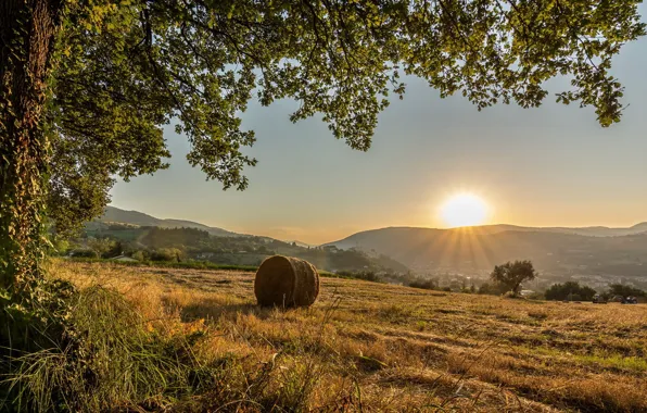 Картинка поле, солнце, дерево, холмы, Италия, коммуна Сан-Северино-Марке, провинция Мачерата