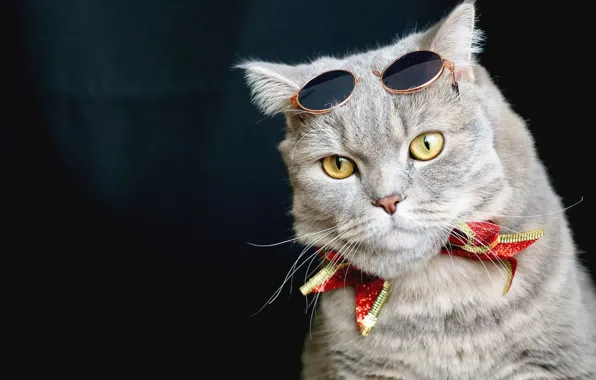 Кошка, кот, взгляд, праздник, Рождество, Новый год
