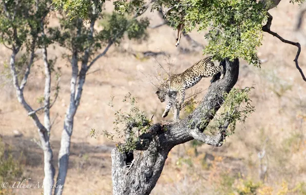 Картинка хищник, леопард, Африка, дикая кошка, на дереве