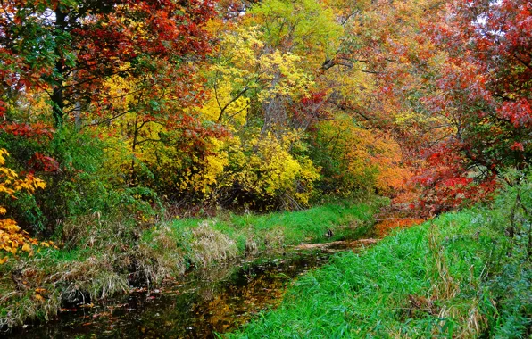 Картинка осень, лес, трава, деревья, река, ручей