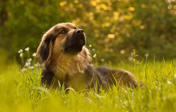 Картинка трава, пёс, Wonderful Dog Life