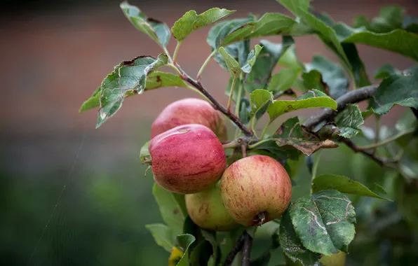 Картинка осень, природа, яблоки
