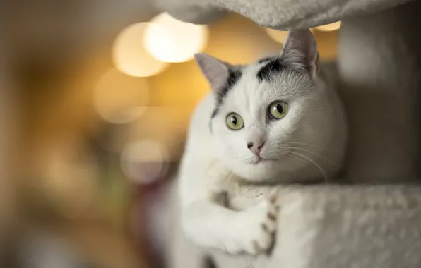 Кошка, кот, взгляд, поза, мордашка