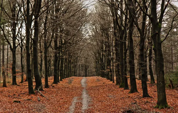 Осень, лес, листья, деревья, forest, trees, autumn, leaves