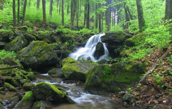 Картинка лес, лето, природа, река