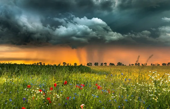 Картинка поле, пейзаж, цветы, тучи, природа, травы, Robert Kropacz