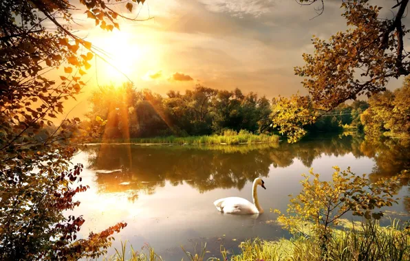 Trees, sunset, Lake, Swan