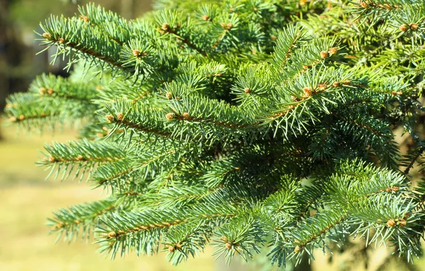 Pine, spruce, twigs
