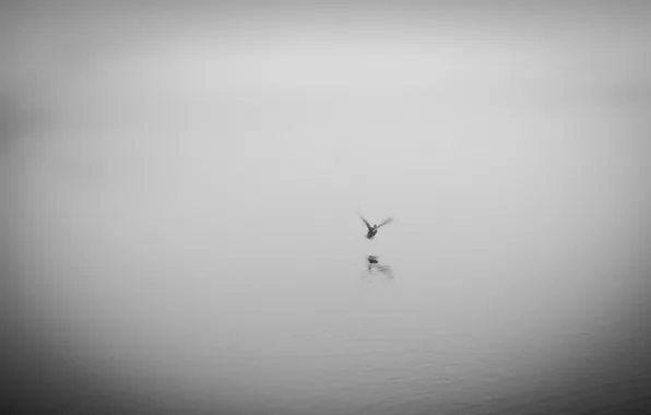 Туман, озеро, утка