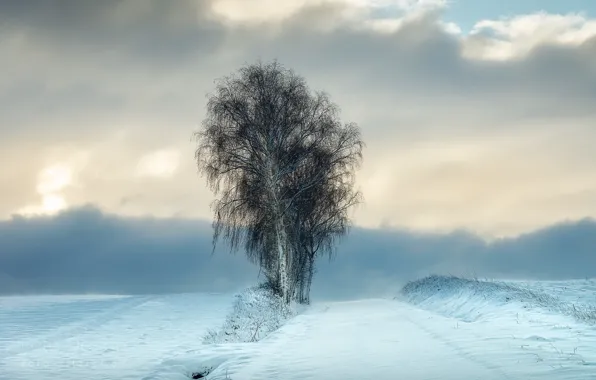 Зима, снег, деревья