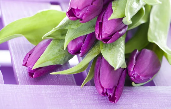 Картинка фиолетовый, цветы, букет, тюльпаны