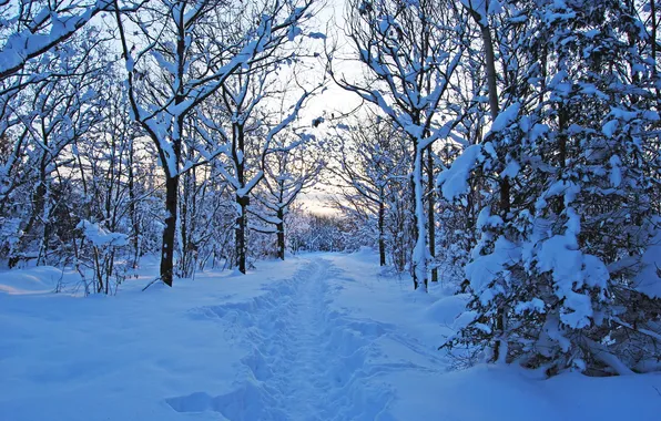 Картинка лес, снег, природа