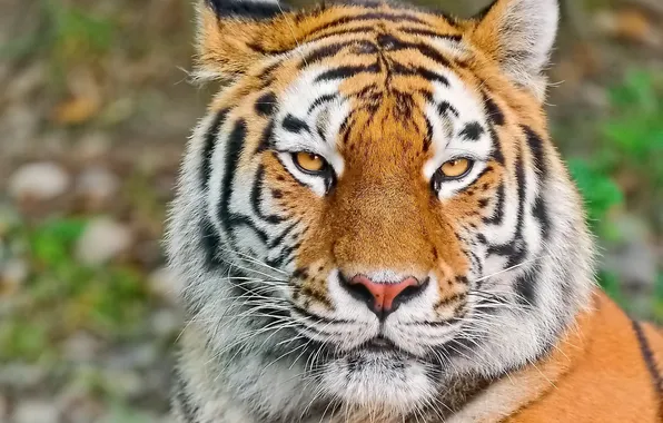 Усы, взгляд, морда, тигр, tiger, сибирский, обои 4х3