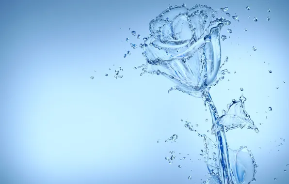 Вода, роза, Цветы