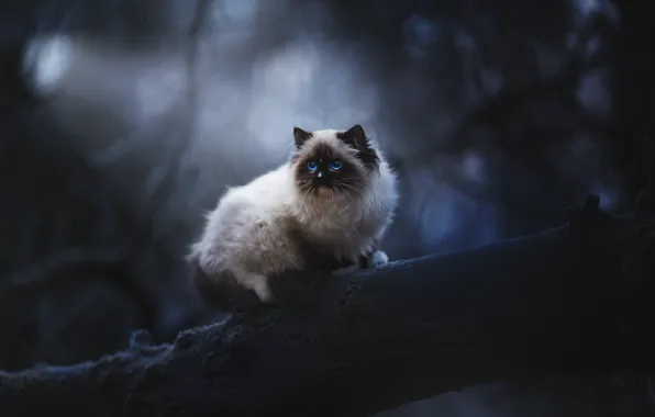 Кошка, кот, взгляд, ночь, ветки, природа, темный фон, дерево