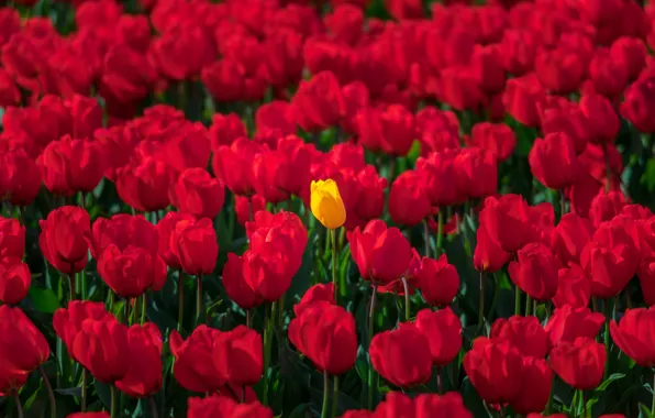 Картинка тюльпаны, бутоны, много, красные тюльпаны, жёлтый тюльпан
