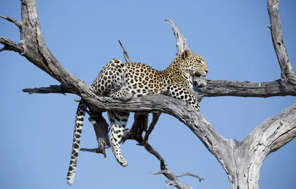 Картинка отдых, хищник, леопард, лежит, Африка, дикая кошка, на дереве
